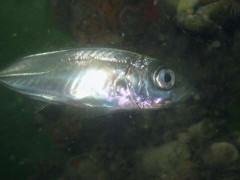 Image of Atlantic Horse Mackerel