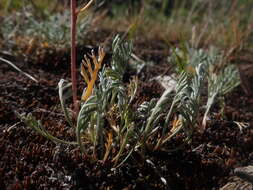 Image of alpine sagebrush