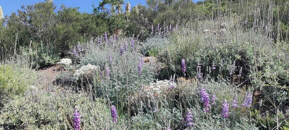 Image of mountain bush lupine