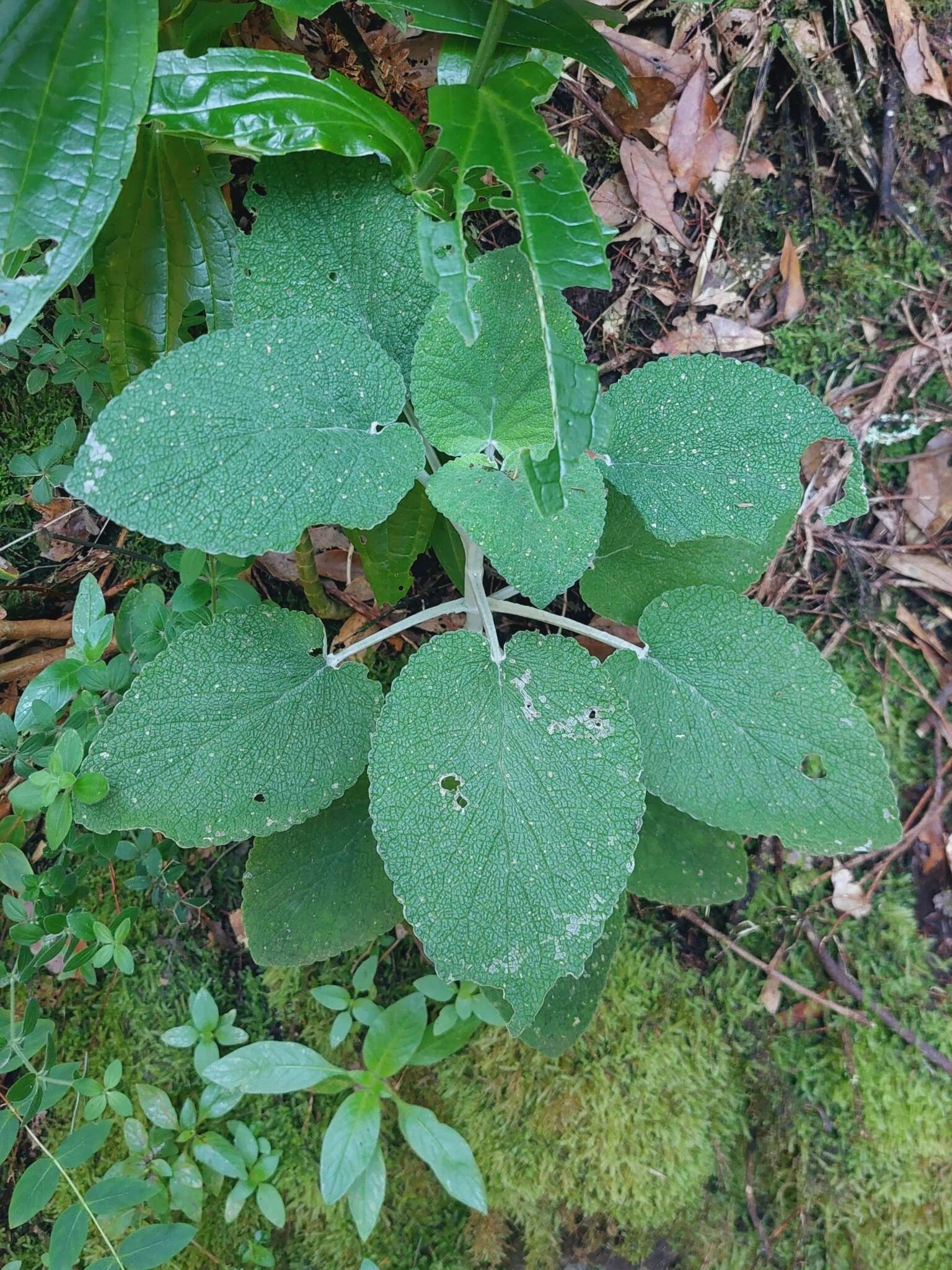 Слика од Sideritis macrostachyos Poir.