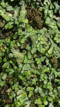 Image of Marchantia macropora Mitt.