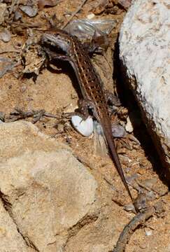 صورة Psammodromus occidentalis Fitze, Gonzalez-jimena, San-jose, San Mauro & Zardoya 2012