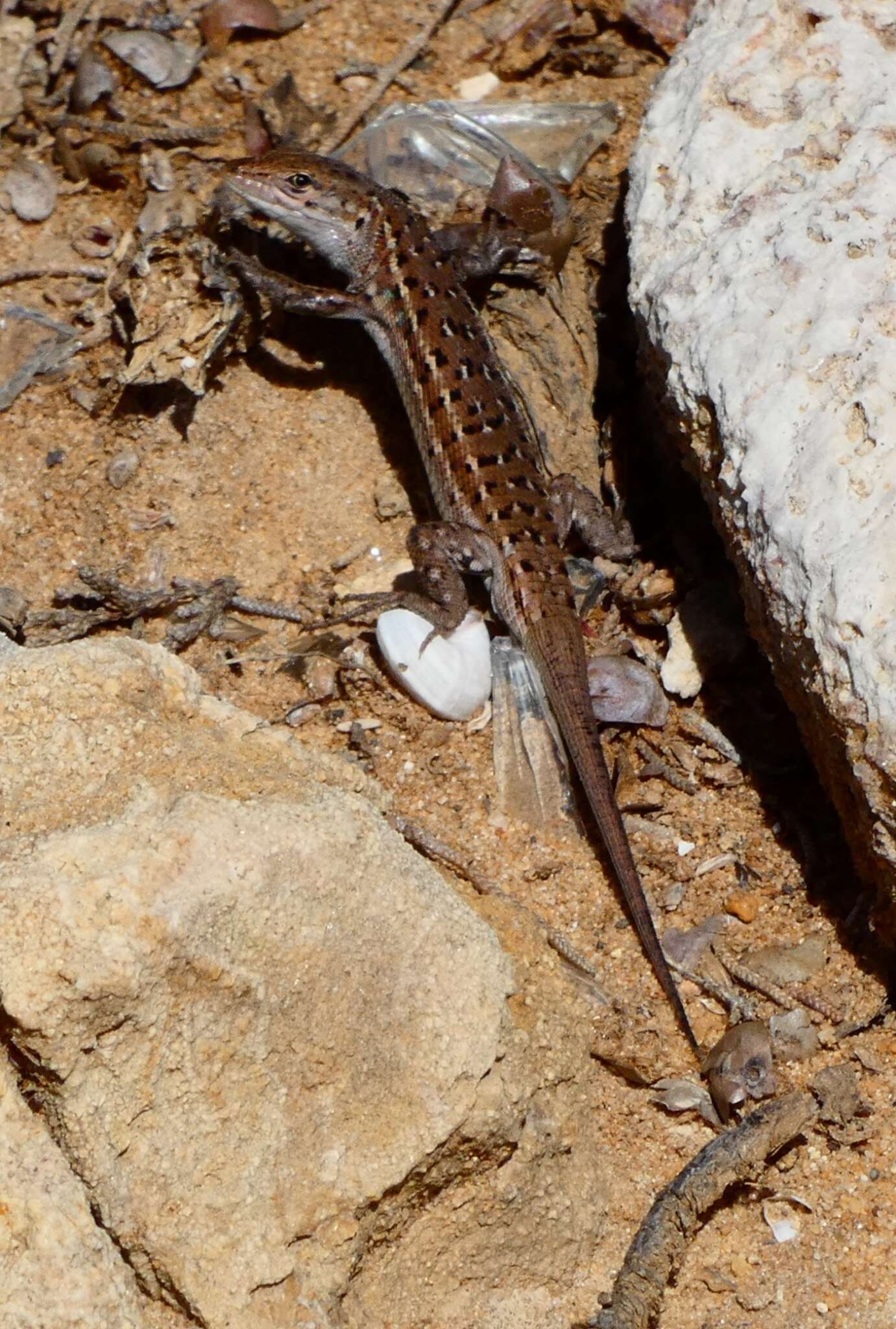 Image of Psammodromus occidentalis Fitze, Gonzalez-jimena, San-jose, San Mauro & Zardoya 2012