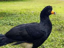 Image of Black Curassow