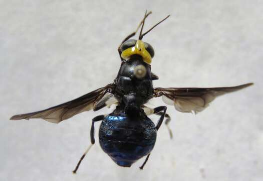 Image of Cyphomyia varipes Gerstaecker 1857