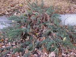 Image of forage kochia