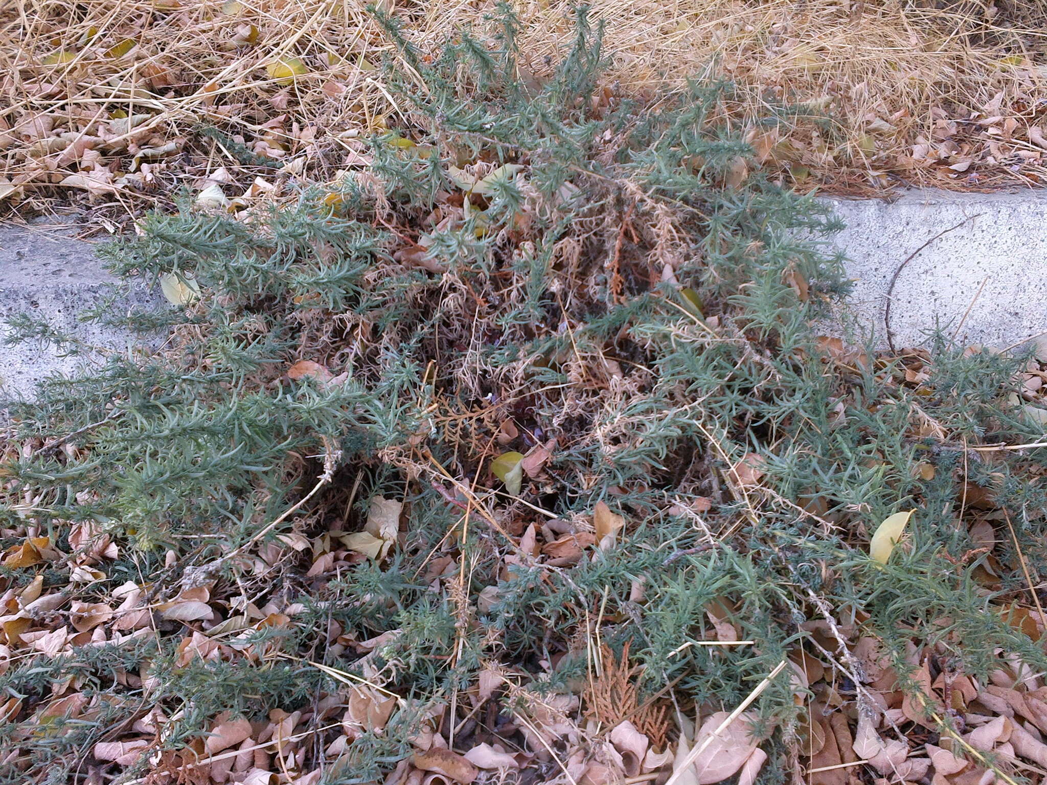 Image of forage kochia