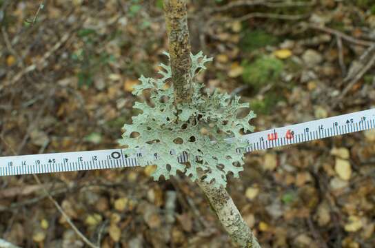 Слика од Pseudocyphellaria faveolata (Delise) Malme