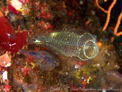 Image of bluestriped light bulb tunicate