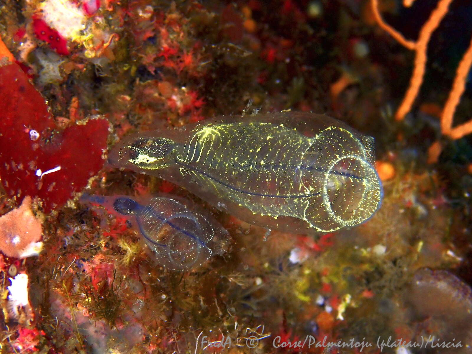 Image of bluestriped light bulb tunicate