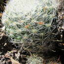 Image of Mammillaria pennispinosa subsp. nazasensis (Glass & R. A. Foster) D. R. Hunt