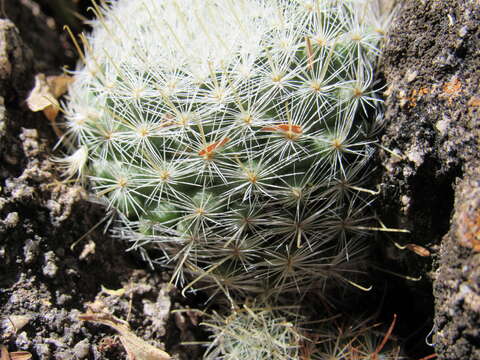 Mammillaria pennispinosa subsp. nazasensis (Glass & R. A. Foster) D. R. Hunt的圖片