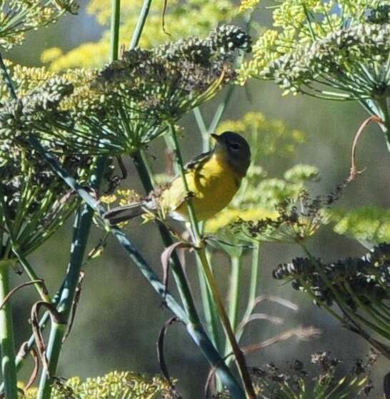 Image of Prairie Warbler