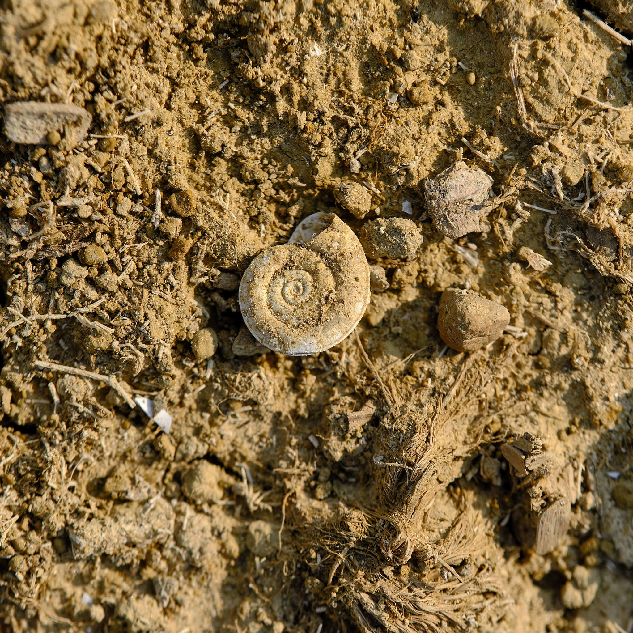 Planorbis carinatus O. F. Müller 1774 resmi