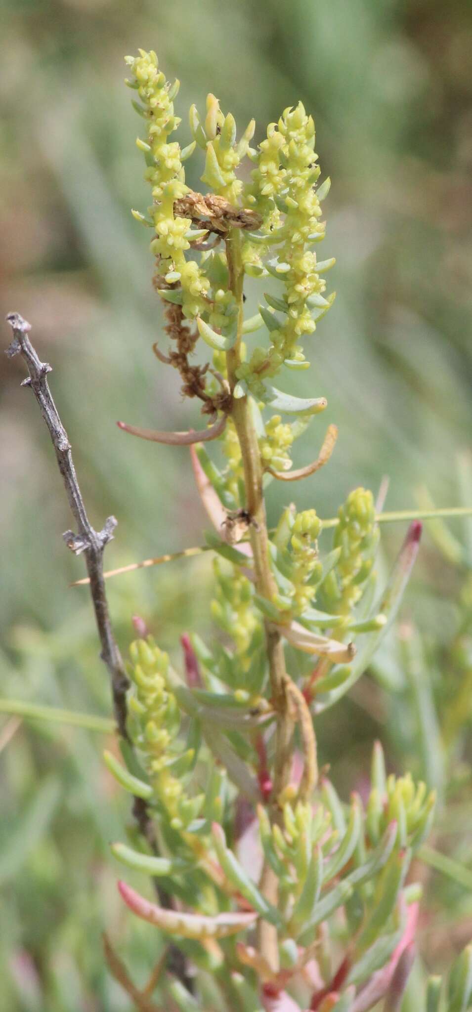 Sivun Suaeda mexicana (Standl.) Standl. kuva