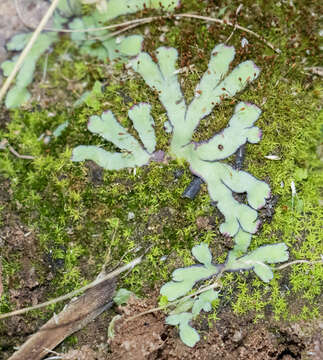 Image of Plagiochasma rupestre var. rupestre (J. R. Forst. & G. Forst.) Steph.