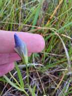 Image of Macoun's fringed gentian