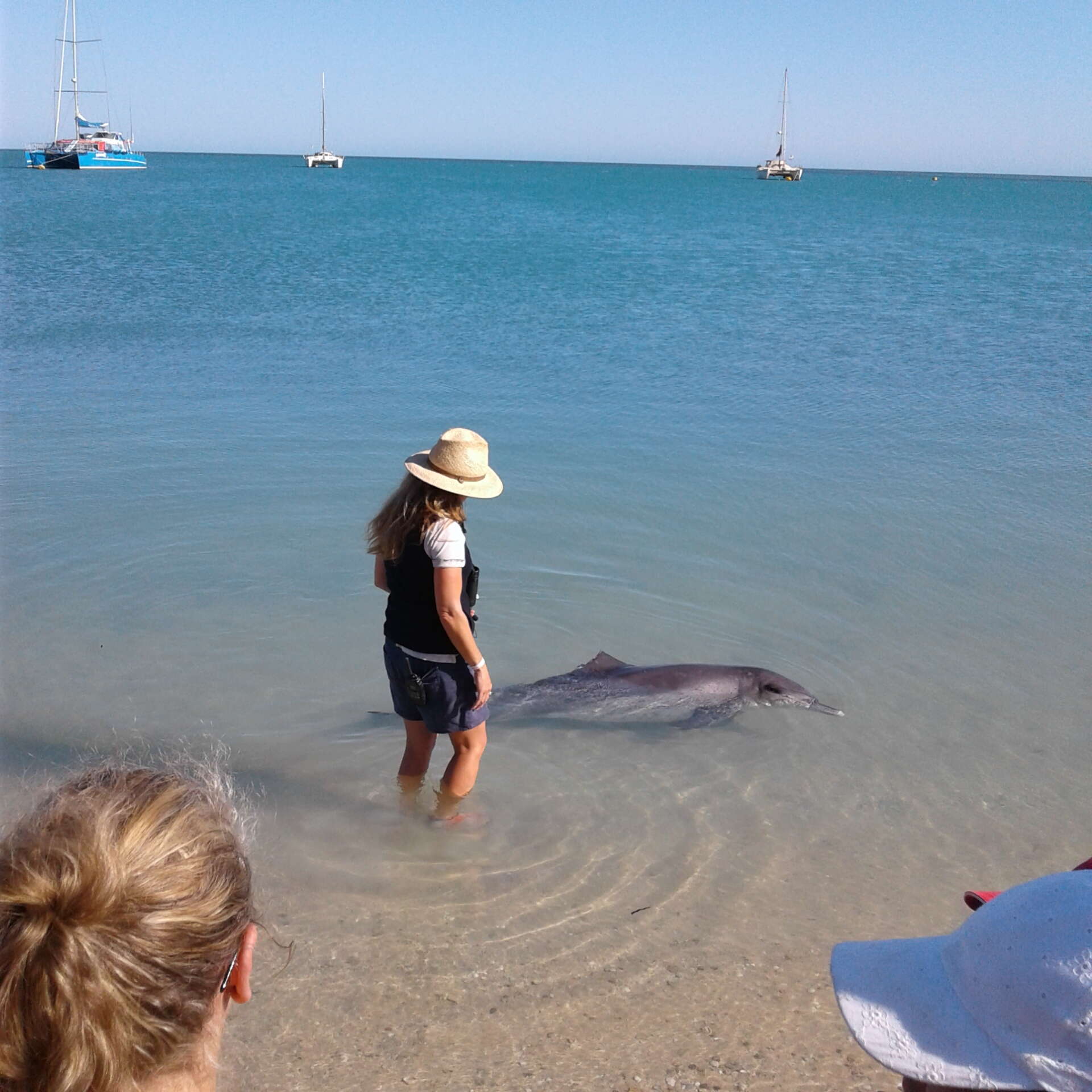 Image of Indian Ocean Bottlenose Dolphin