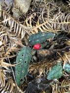 Image of Ardisia violacea (T. Suzuki) W. Z. Fang & K. Yao