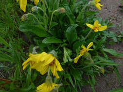 Image of Arnica griscomii Fern.