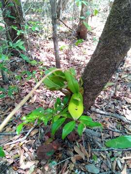 صورة Bulbophyllum rubrum Jum. & H. Perrier