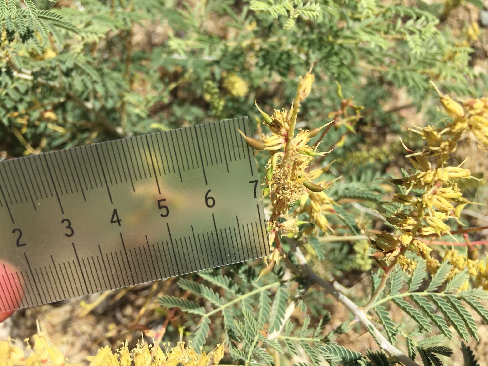 Image de Prosopis farcta (Banks & Sol.) J. F. Macbr.