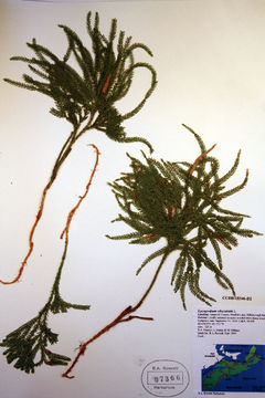 Image of rare clubmoss