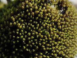 Image of grimmia dry rock moss