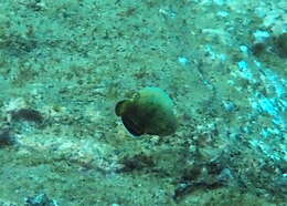 Image of Blue Spotted Wrasse