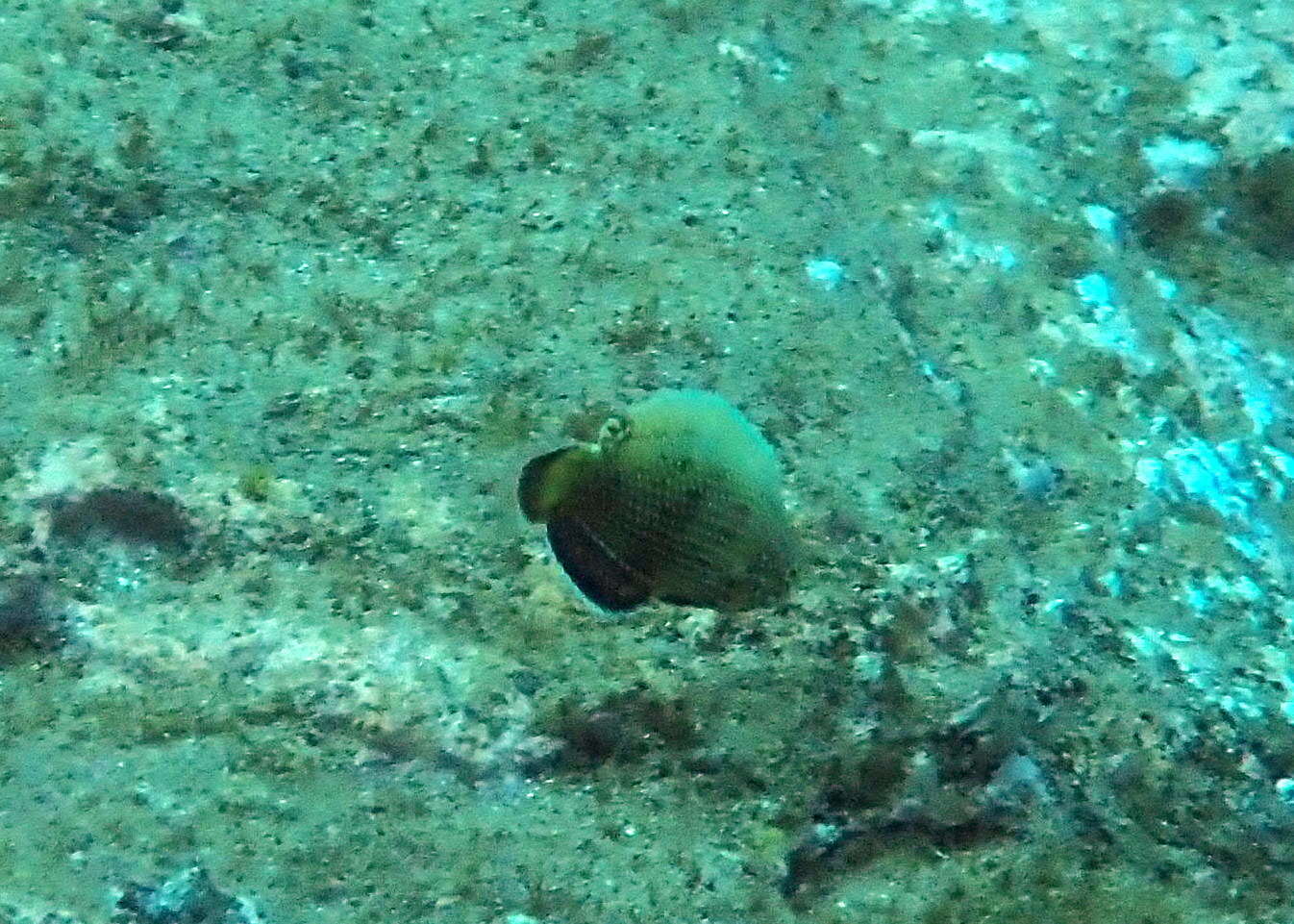 Image of Blue Spotted Wrasse