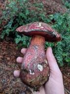 Image of Rubroboletus pulcherrimus (Thiers & Halling) D. Arora, N. Siegel & J. L. Frank 2015