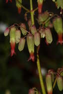 Image of Cathedral-Bells