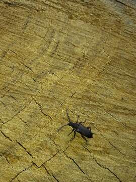 Image of large black longhorn beetle