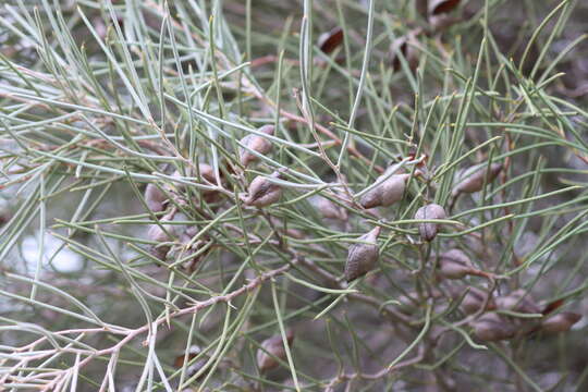 Image of Hakea leucoptera R. Br.