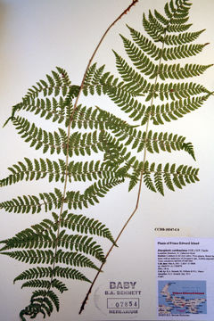 Image of spinulose woodfern