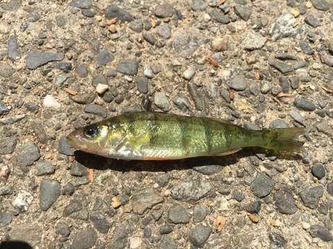 Image of Yellow Perch