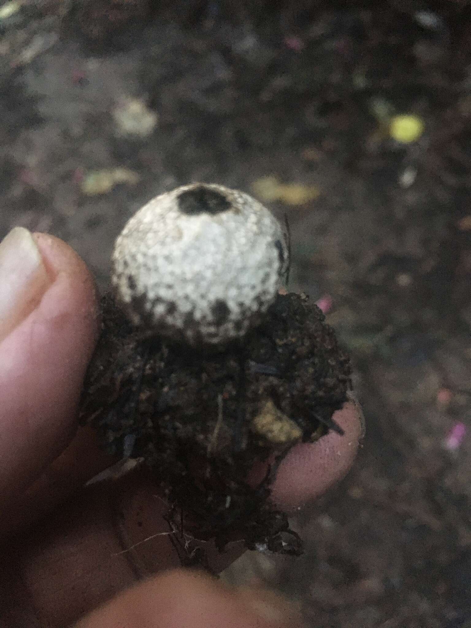 Image of Lycoperdon compactum G. Cunn. 1926