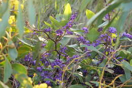 Hardenbergia violacea (Schneev.) Stearn resmi