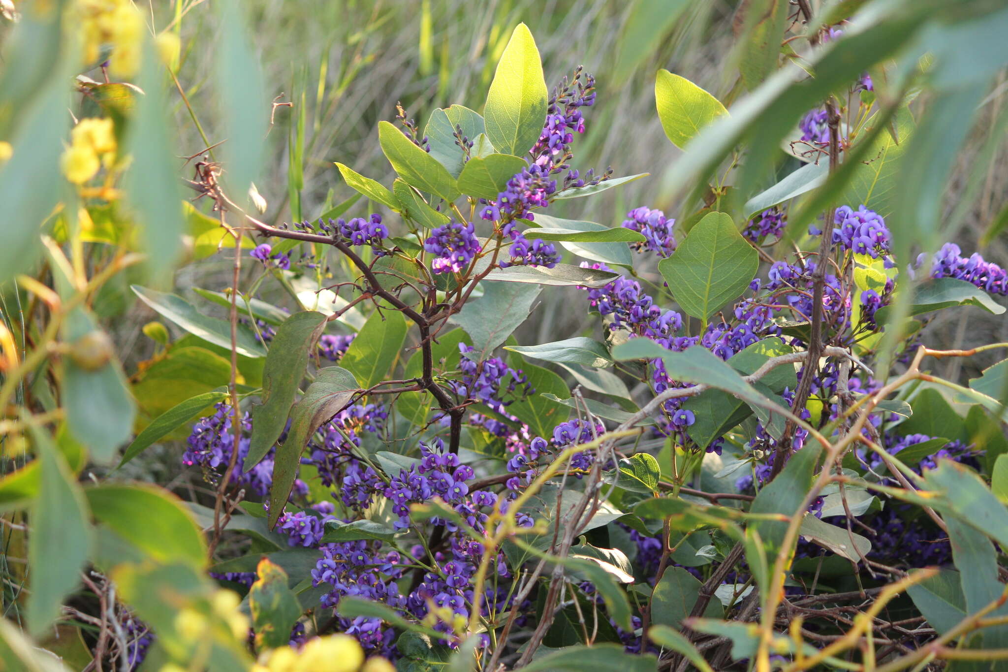 Hardenbergia violacea (Schneev.) Stearn resmi