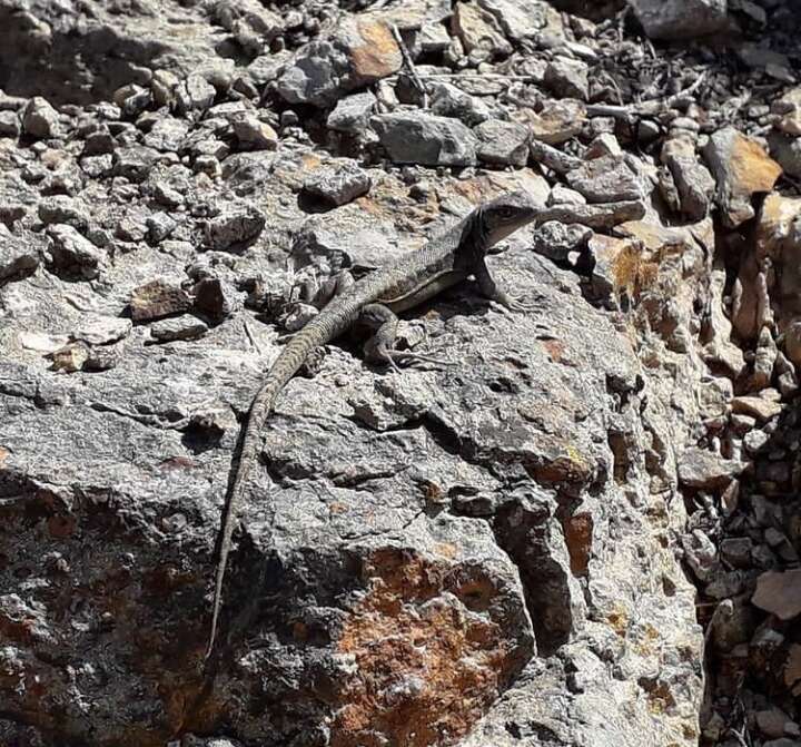 Image of Liolaemus parvus Quinteros, Abdala, Gómez & Scrocchi 2008