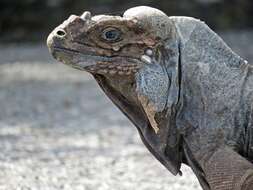 Image of Rhinoceros Iguana