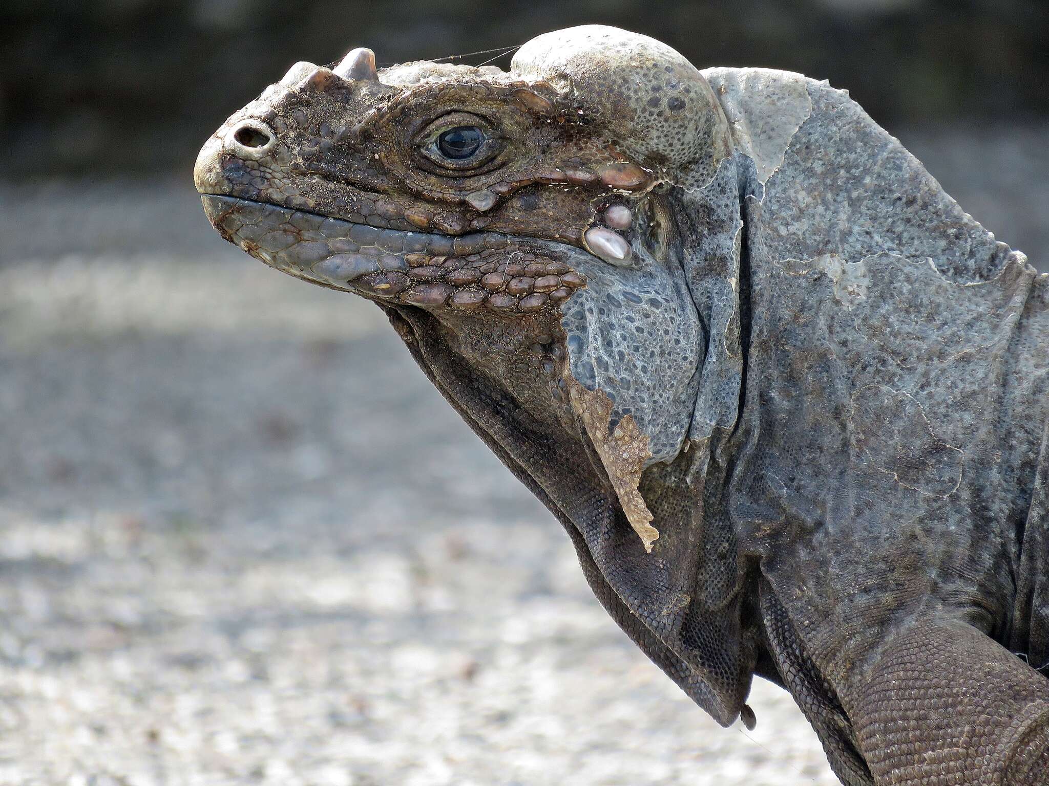 Image de Cyclura cornuta cornuta (Bonnaterre 1789)