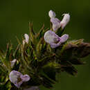 Sivun Salvia nilotica Juss. ex Jacq. kuva