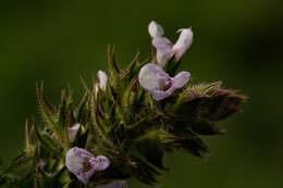 Imagem de Salvia nilotica Juss. ex Jacq.