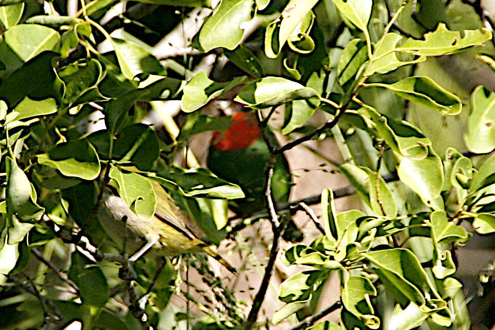 Image of Red-throated Parrot-Finch