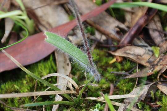 Image of Rosella spider orchid