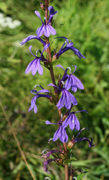 Image de Lobelia sessilifolia Lamb.