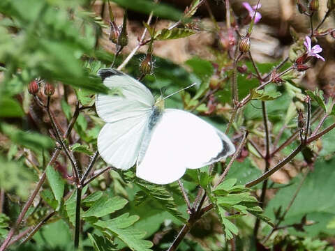 Image of cabbage butterfly