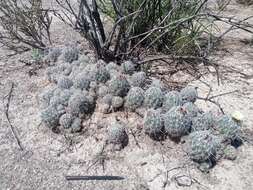 Image of Coryphantha pseudoechinus Boed.