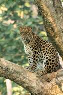 Image of Indian leopard